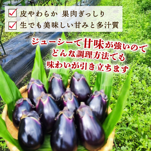 【先行予約】新潟黒十全なす 新鮮 朝採り 採りたて 1kg 令和8年産 茄子 ナス 特産品 野菜 夏野菜 つぐちゃん畑 新潟 新潟県 新発田産 新発田市 tsuguchan002_01