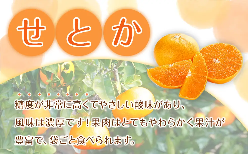 森本農園の手選別 せとか 約3kg 和歌山県産 サイズ混合 ［北海道・沖縄・離島配送不可］［2027年2月下旬から順次発送予定］［RN130］