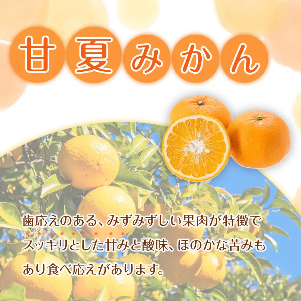 家庭用 森本農園の手選別 甘夏みかん 約4.5kg 和歌山県産 サイズ混合 ［北海道・沖縄・離島配送不可］［2026年4月上旬から順次発送］［RN69］
