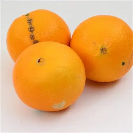 家庭用 ネーブルオレンジ2.5kg+250g(傷み補償分)【光センサー】【訳あり】【1646896】
