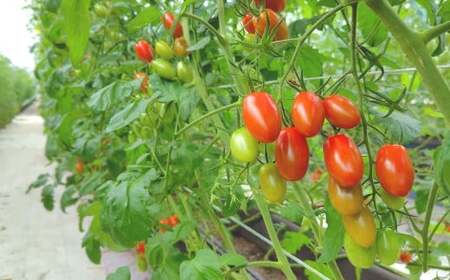 ミニトマト「北海道ルビー」約2kg バラ 野菜 高糖度 北海道 浦臼町 【2026年6月下旬 ～ 10月下旬迄発送予定】