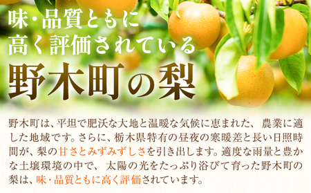 秀品 梨 幸水 約5kg 井岡農園 梨 なし