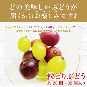 【先行予約】ぶどう 粒どり  約28個～32個入り