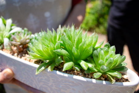 ハオルチアの寄せ植え【多肉植物 植物 グリーン よせうえ 観葉植物 手植え 癒し インテリア ナチュラル かわいい 自然 プレゼント ギフト 贈り物】