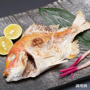 天然釣りレンコ鯛（下処理済）
