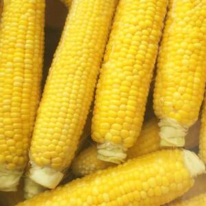 【2026年8月中旬発送開始】北海道産とうもろこし（恵味ゴールド10本） EB8-0444