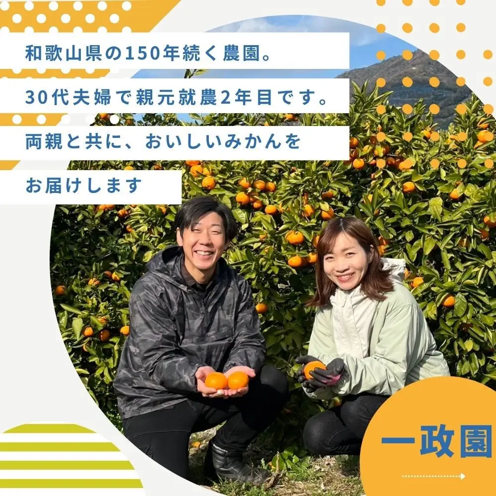有田みかん 早生 温州みかん 2.6kg（箱込み3kg） 訳あり S～Lサイズおまかせ 柑橘 フルーツ