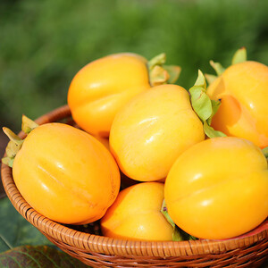 【柿専業の農家が作る】出雲産西条柿　2.5kg