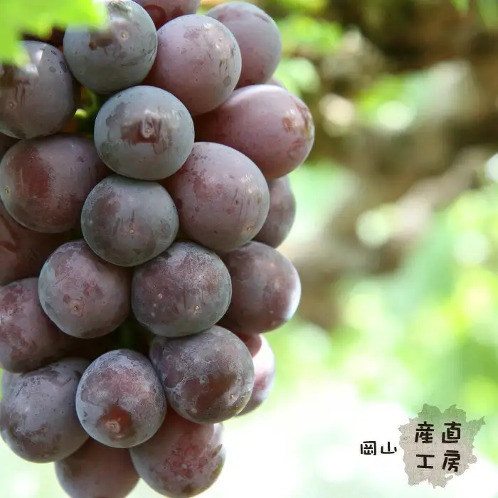 真庭市産 ニューピオーネ 自宅用 2房 /  (2026年8月中旬以降発送予定) ぶどう 自宅用 訳あり 岡山 真庭 ピオーネ 真庭市 大粒 葡萄 果物 フルーツ 産地直送 新鮮 濃厚 ピオーネ 人気 数量限定 お買い得 岡山名産 スイーツ 種なし 【配送不可地域：北海道／沖縄県／離島】  【jujy015-02】