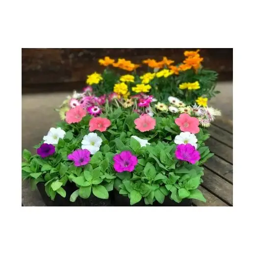 季節の花苗セット