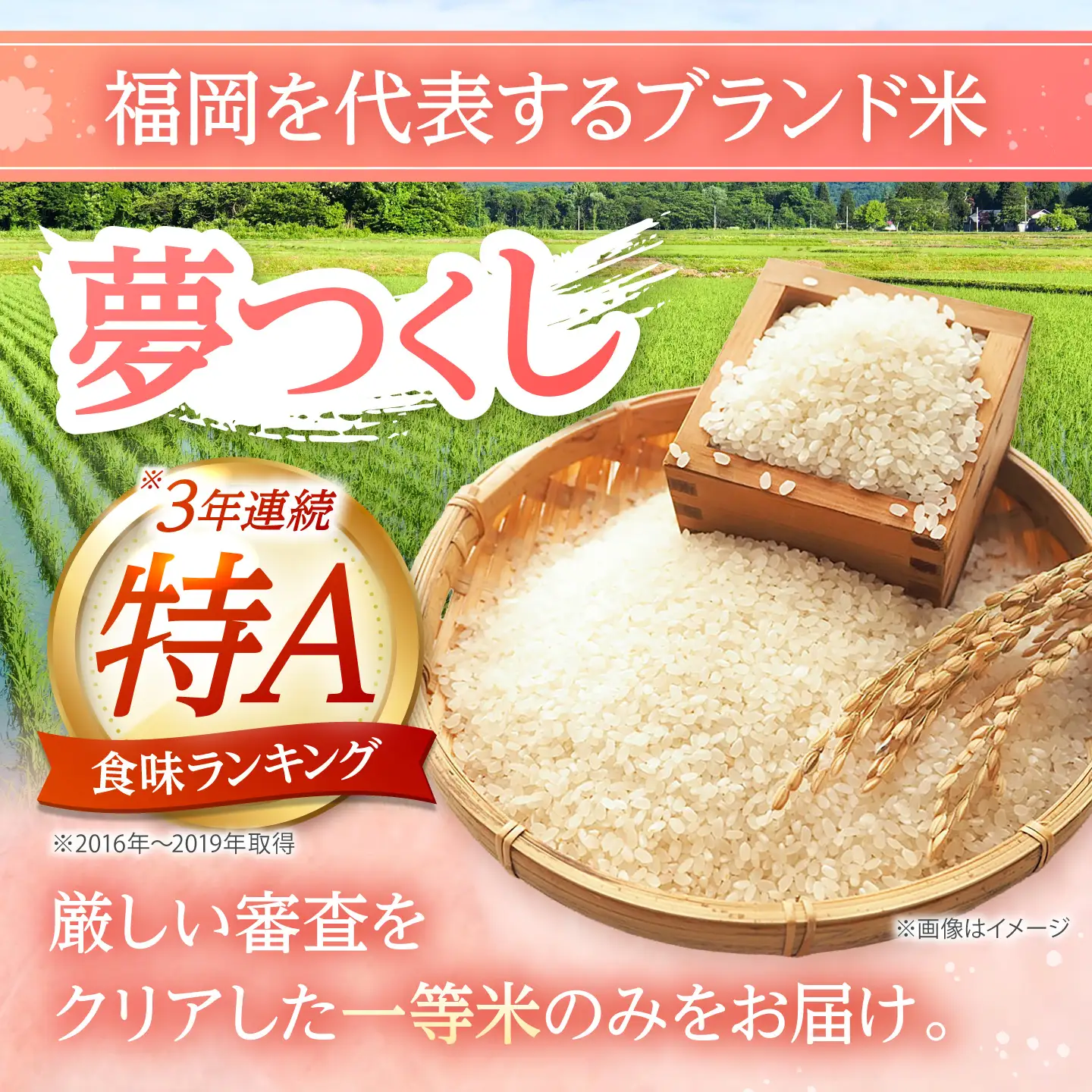 夢つくし 白米5kg [BGAA084] 5キロ 白米