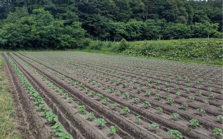 無農薬・無化学肥料　青森県産　生搾りえごま油（３本）青森県 三戸町 R0714