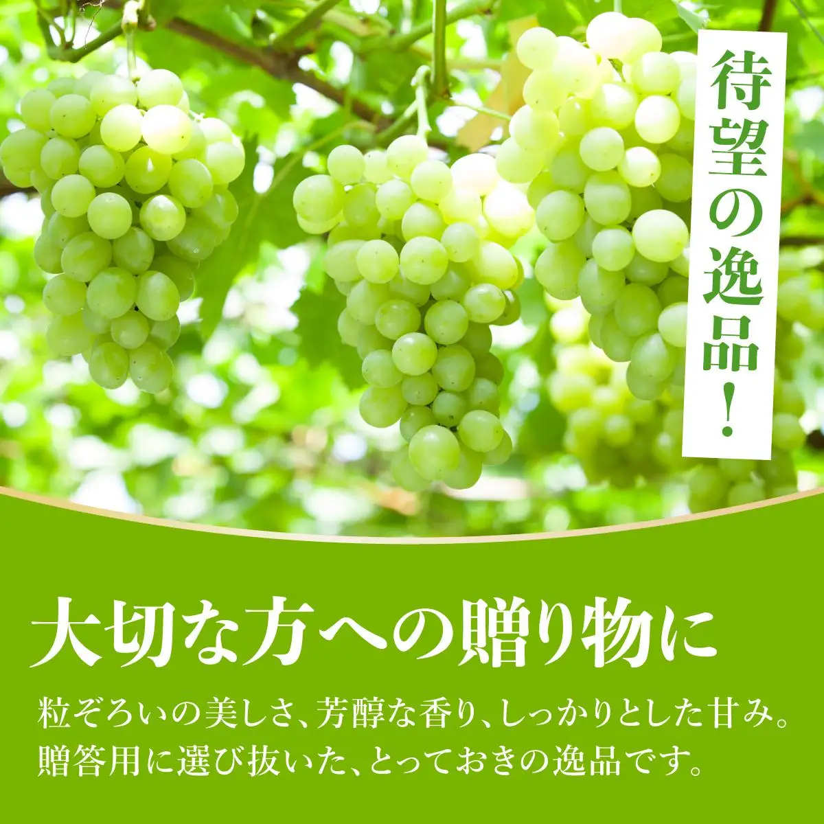 ＜先行予約＞シャインマスカット 2房（1kg以上）化粧箱入り