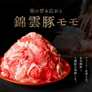 高級 ブランド 錦雲豚 モモ 切り落とし 500g | お肉 肉 おにく 豚 ぶた 豚肉 もも モモ肉 もも肉 豚もも 切落し 大分県 中津市