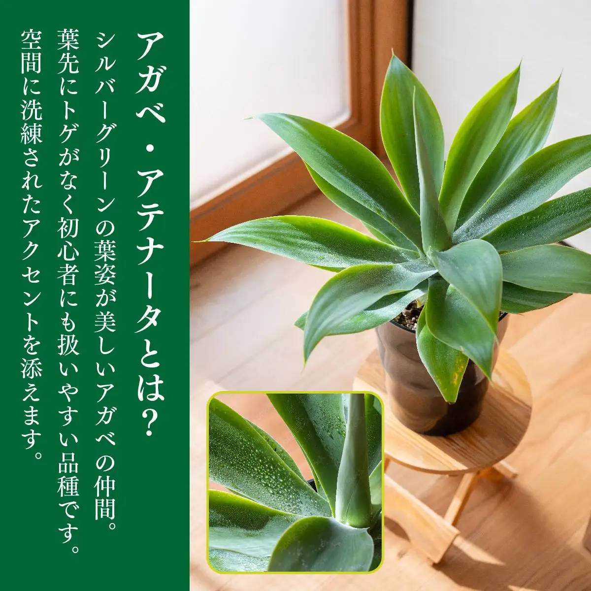 アガベ　アテナータ錦　　大株 アガベ アテナータ （幹立タイプ） – LAND KNOT PLANTS