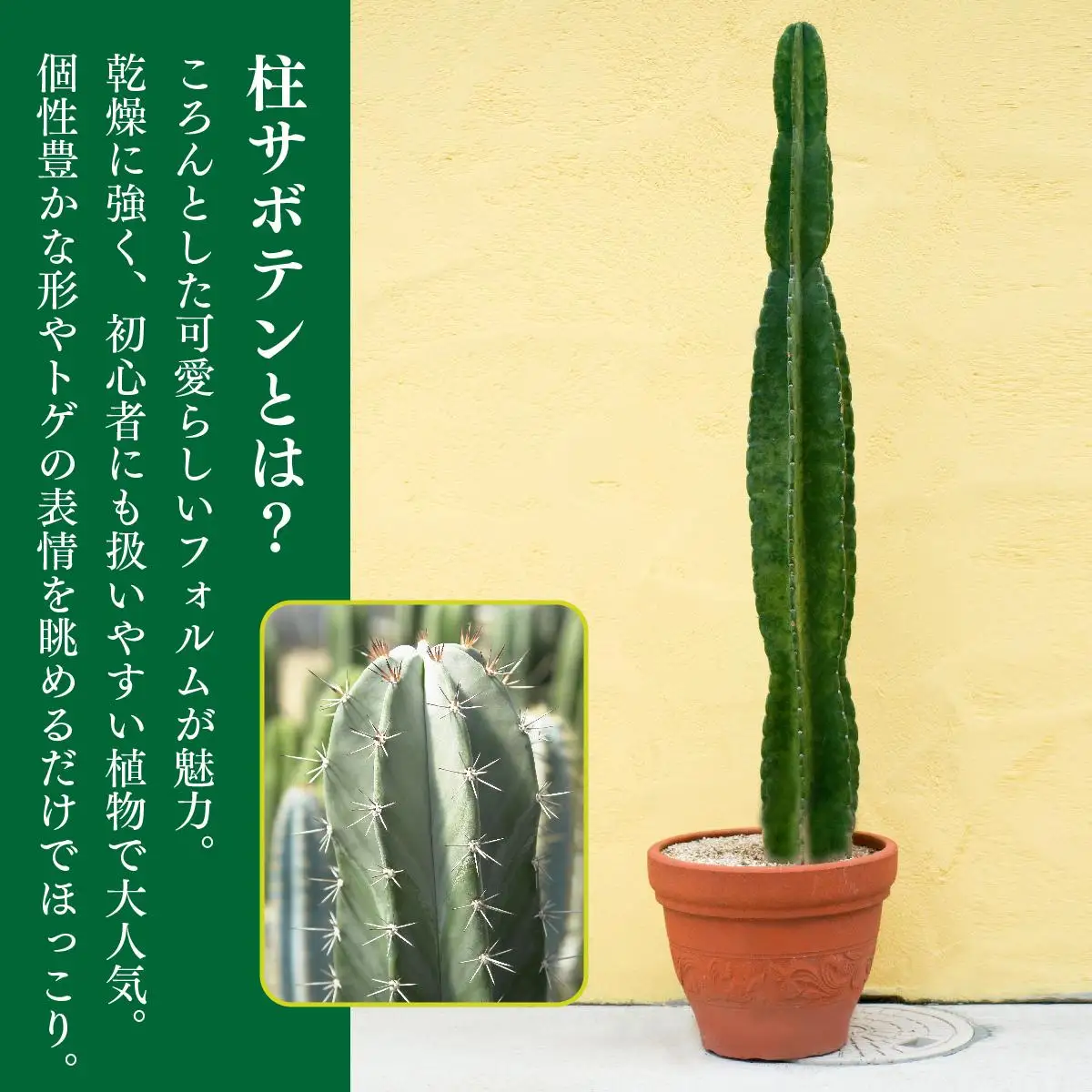 柱サボテン   