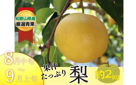 【全2回 】かつらぎ町産 フルーツ定期便（梨・ピオーネ）フルーツ王国よりお届け♪ / なし ピオーネ ぶどう 種無し たねなし フルーツ 果物 定期便 セット 和歌山 旬 甘い 先行予約【A-frks902A】
