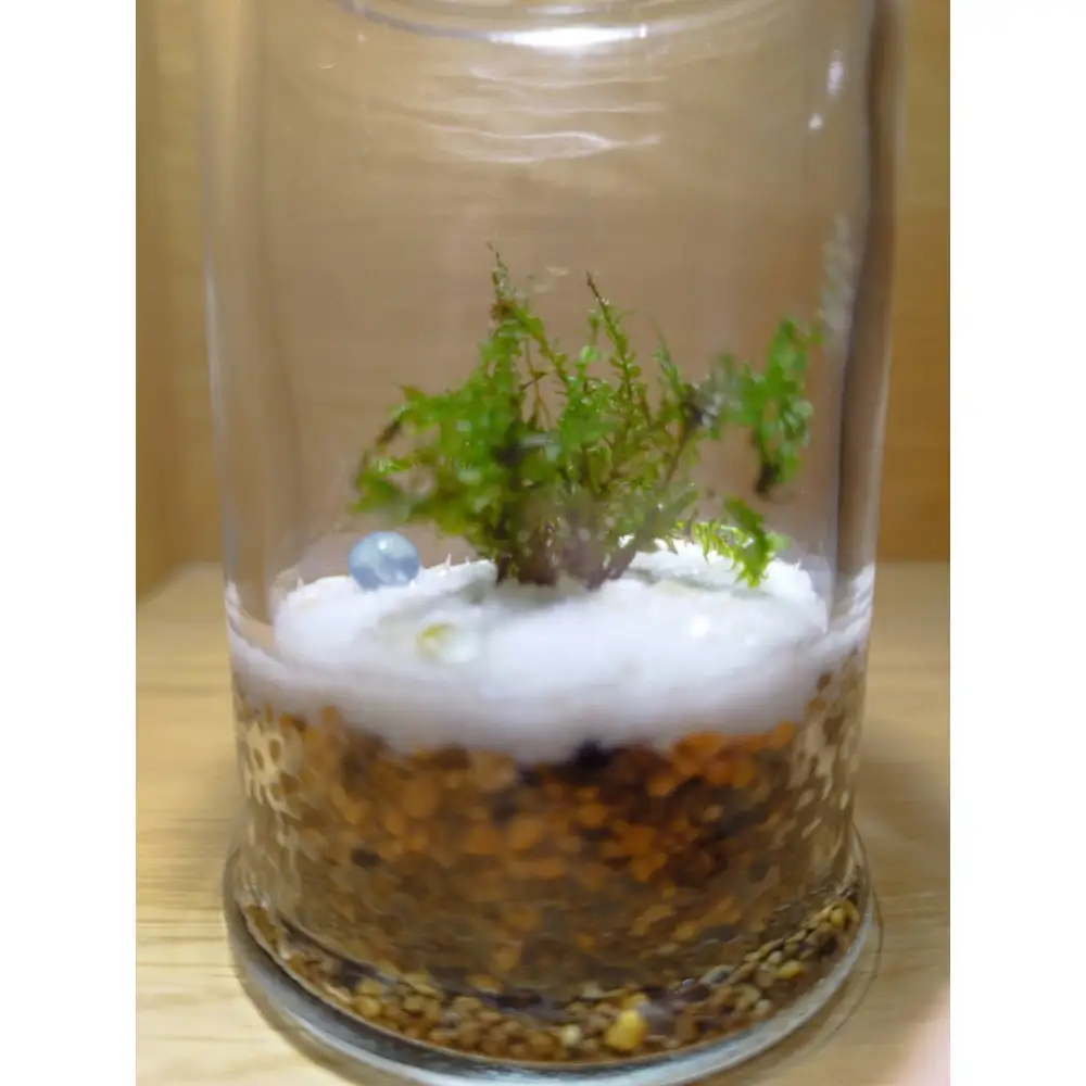 KOBE　COLORS　～STONE & MOSS～