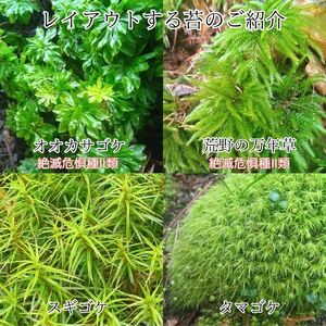 苔テラリウム