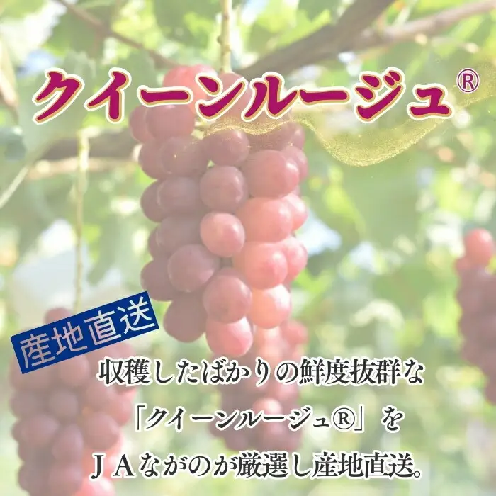 【2026年先行予約】クイーンルージュ® 約1kg|クイーンルージュ ぶどう