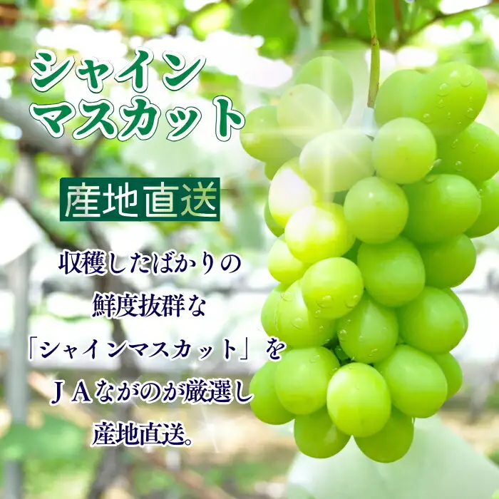 【2026年先行予約】シャインマスカット 約1kg|シャインマスカット ぶどう