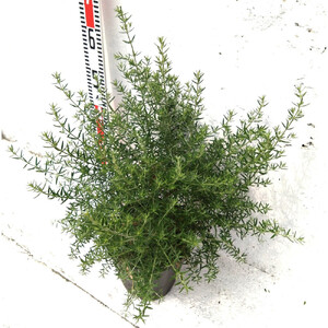 緑の力で地球を元気に！【ウエストリンギア】21cmポット 1本