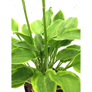 緑の力で地球を元気に！【ギボウシ・ゴールデンティアラ】15cmポット 1本