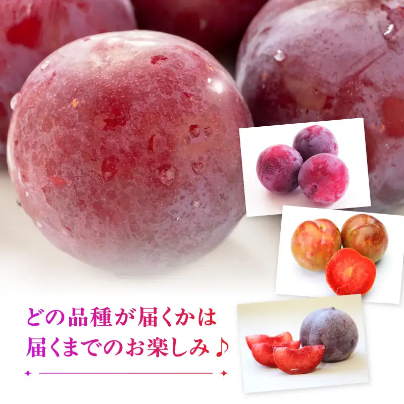 山形県大江町産 品種おまかせ すもも【2026年8月上旬～順次発送予定】 004-012