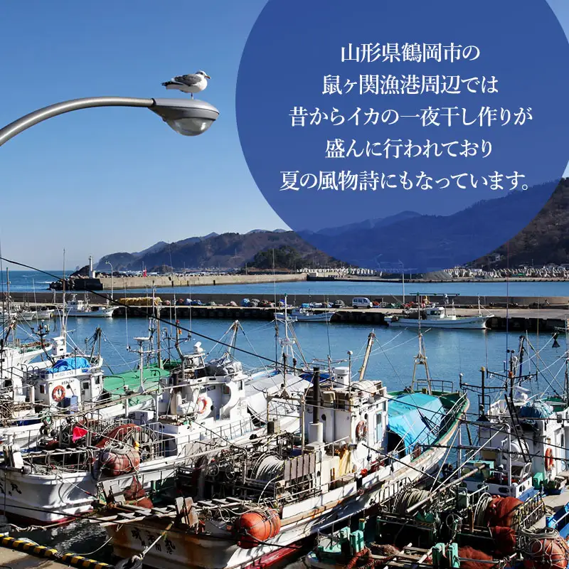 鼠ヶ関名産　いかの一夜干し 4枚セット　鼠ヶ関水産加工生産組合