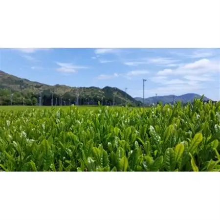 有機煎茶　のどか　80g×3本入【1540796】