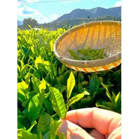 かぶせ茶みるくジャム　150g×4個【1545980】