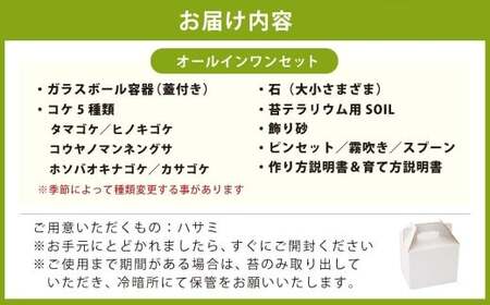 癒やしと安らぎ 苔テラリウムキット 