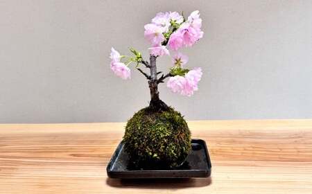 やすらぎの苔玉×1個 季節のお任せ苔玉 受け皿付き 苔 コケ 植物 