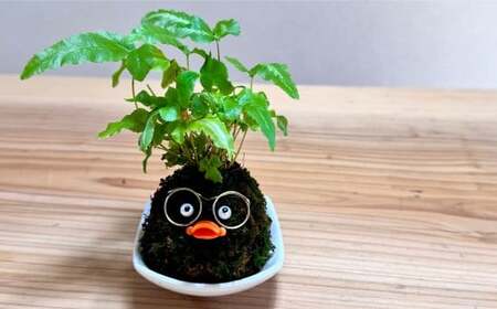 ほっこり 苔玉こけだまこっこちゃん×1個 受け皿付き 苔 コケ 植物 