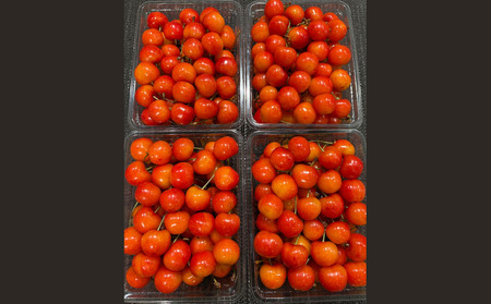 ご家庭みんなで楽しむ2kg！さくらんぼ 佐藤錦 Lサイズ 2kg (500g×4パック入り) 【令和8年産先行予約】FS25-031