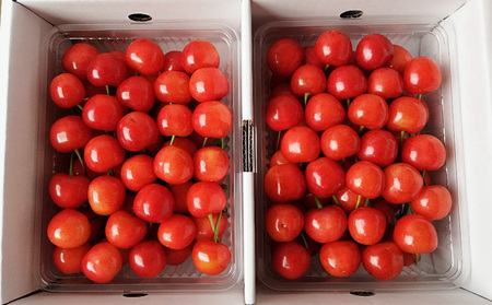 山形市産 さくらんぼ【紅秀峰】2Lサイズ 約700g  【令和8年産先行予約】FS25-052