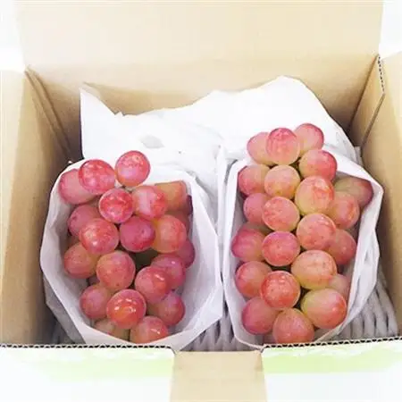 【2026年発送】山梨県オリジナル新品種サンシャインレッド!【計1kg程度】【配送不可地域：離島】【1654856】