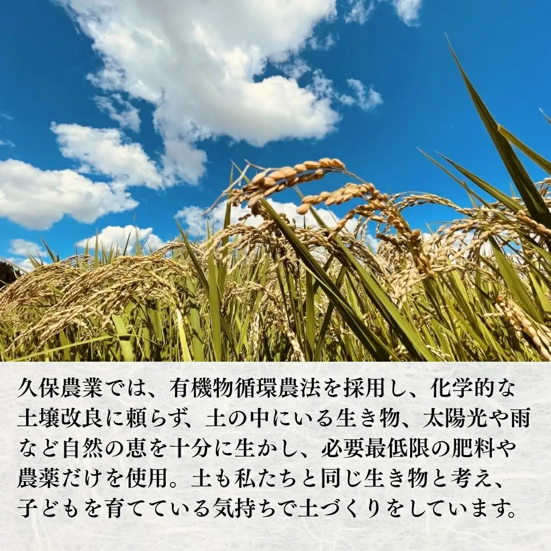 【令和7年産】コシヒカリ 精米 5kg | 新潟県 コシヒカリ