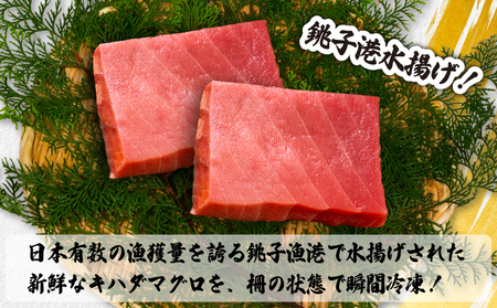 訳あり！ キハダマグロ 約1kg まぐろ