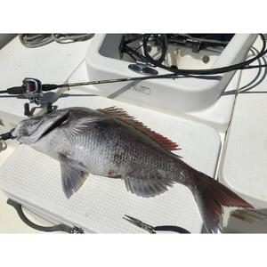 Wakasa Monster WM-TR B72MH-SOLID / 2PS OFFSHORE MODEL（ワカサモンスター）