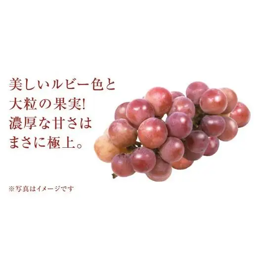 ゴルビー ４房【2026年9月上旬発送開始】(茨城県共通返礼品：大子町)