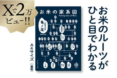山形庄内かめこめプロジェクト お米の家系図 クリアファイル A4 1枚 オリジナル グッズ 文房具