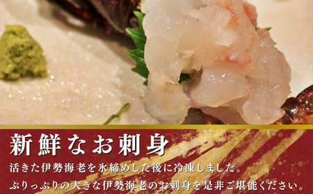 活伊勢海老 2匹 約1kg 【8月10日以降順次発送予定】 伊勢海老 