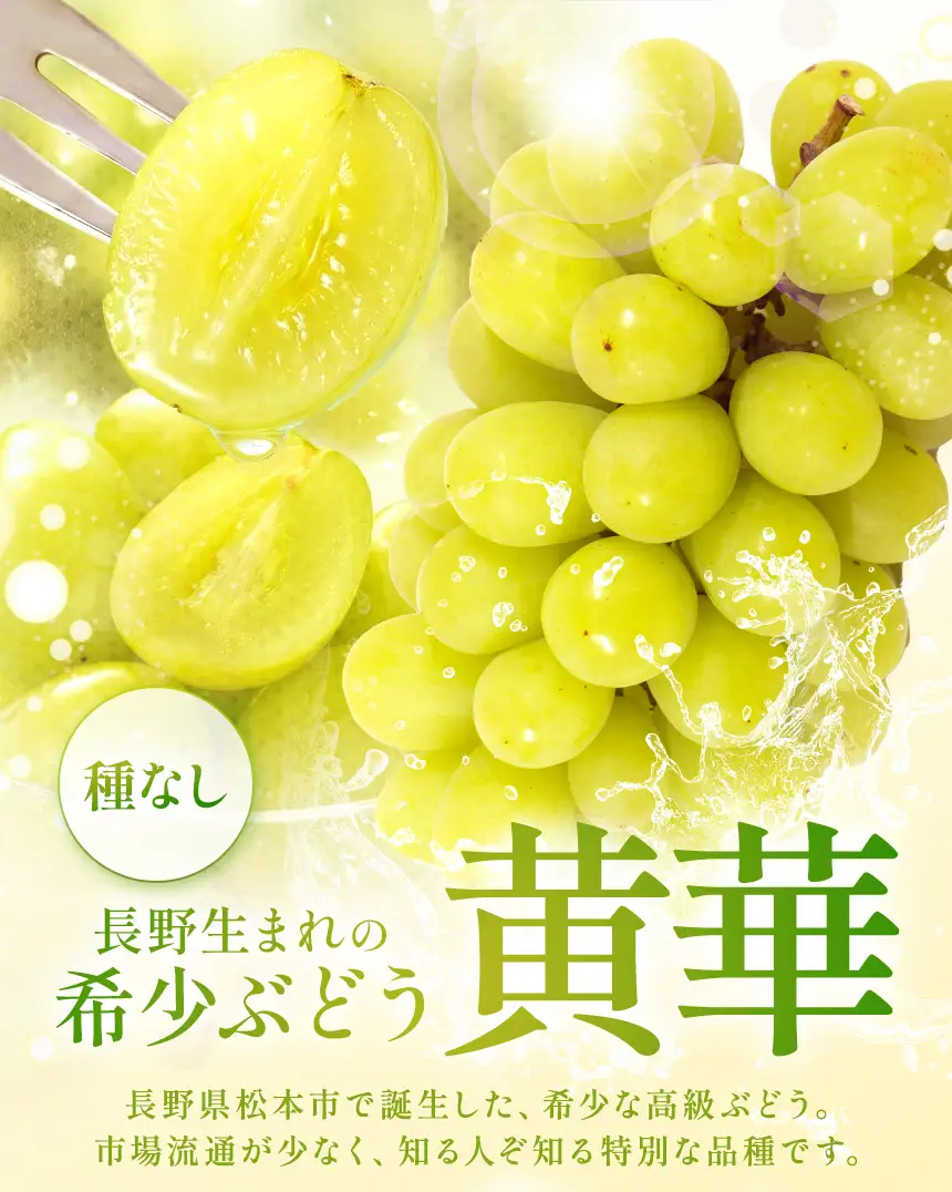 【先行受付】松本生まれの品種 ぶどう 黄華 (おうか) 2房 約1kg