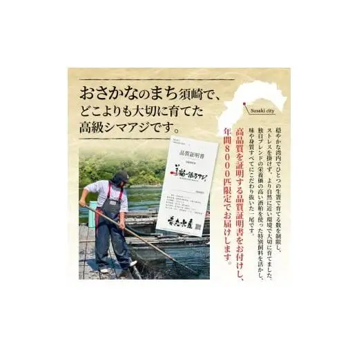 【 シマアジ 】 シマアジ美粕祇万4人前