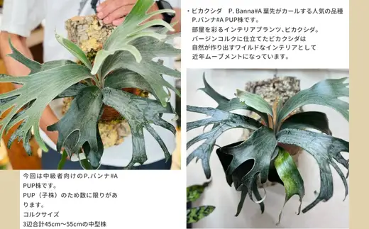 ビカクシダ(コウモリラン)バンナ#A P. Banna#A