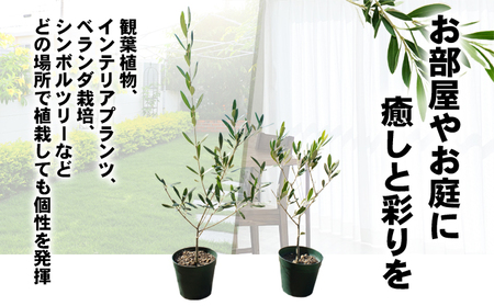 【 小豆島 】【2026年3月より発送】瀬戸内のオリーブ苗木2本セット 植物 インテリア 観葉植物 