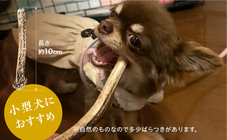 鹿角 犬用 歯磨きガム 10cm 2本 小型犬用 デンタルケア おもちゃ ペット用品 犬 消毒済み 国産 天然 [mt1805] 7000円