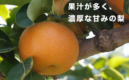 南水 秀品 約3kg 6～10玉 [おぶせファーマーズ]   令和8年産 【2026年9月下旬～10月下旬発送】［F-31］