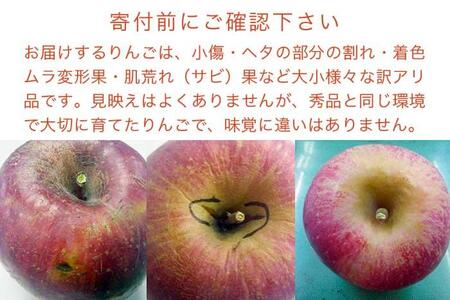 【訳あり】先行受付 サンふじ 約3kg 6～12玉［おぶせファーマーズ］ 不揃い 規格外 家庭用 りんご 林檎 リンゴ 果物 フルーツ ふじ 長野 信州 数量限定  【2026年11月中旬～2027年2月下旬発送】［FH-51］